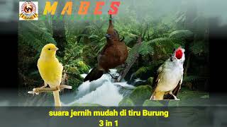 Download lagu Masteran Kombinasi 3 in 1  Dengan Jeda dan Air Mengalir mp3 Download lagu Masteran Kombinasi 3 in 1  Dengan Jeda dan Air Mengalir mp3