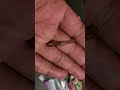 Check Out The Lures I Got Today Family I Will Try For Crappies This Weekend