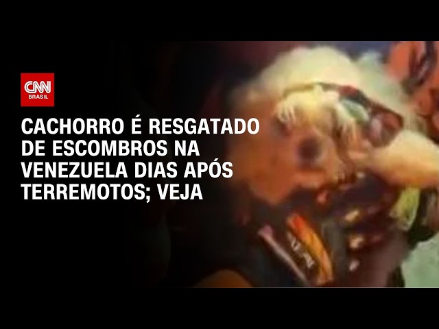Idosa de 73 anos é atacada por 2 rottweilers no interior de SP