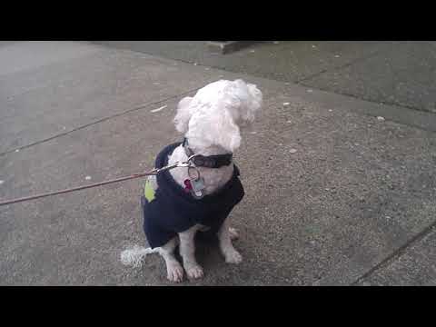 Little dog freezing his ass off in front of Tim sortons