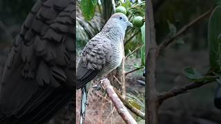 Download lagu Suara Burung Perkutut Terbaru mp3 Download lagu Suara Burung Perkutut Terbaru mp3