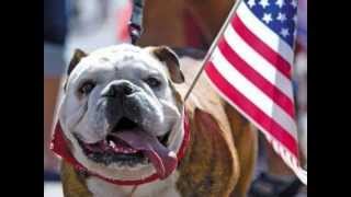 Pets dressed up for celebration