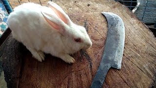 Rabbit market Rabbit meat cutting skills by Indian Street butcherman #indianstreetmarkets #ism