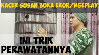 Download lagu TIPS SIMPLE AGAR KACER CEPAT NGEPLAY/NGIPAS EKOR mp3