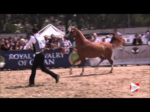 N.106 OM EL BELLAGIO - Menton 2015 - Colts 2 years old (Class 7)