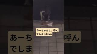 #cat#猫#ねこ