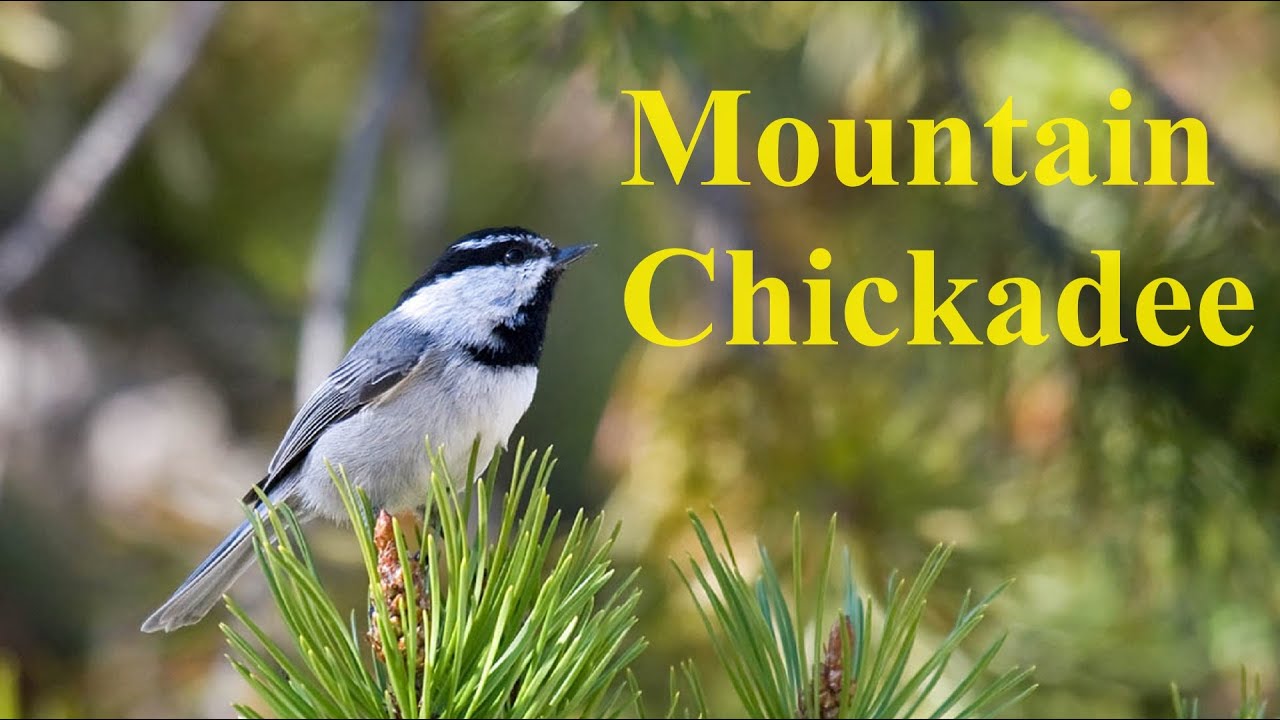 At Your Feeder: Mountain Chickadee