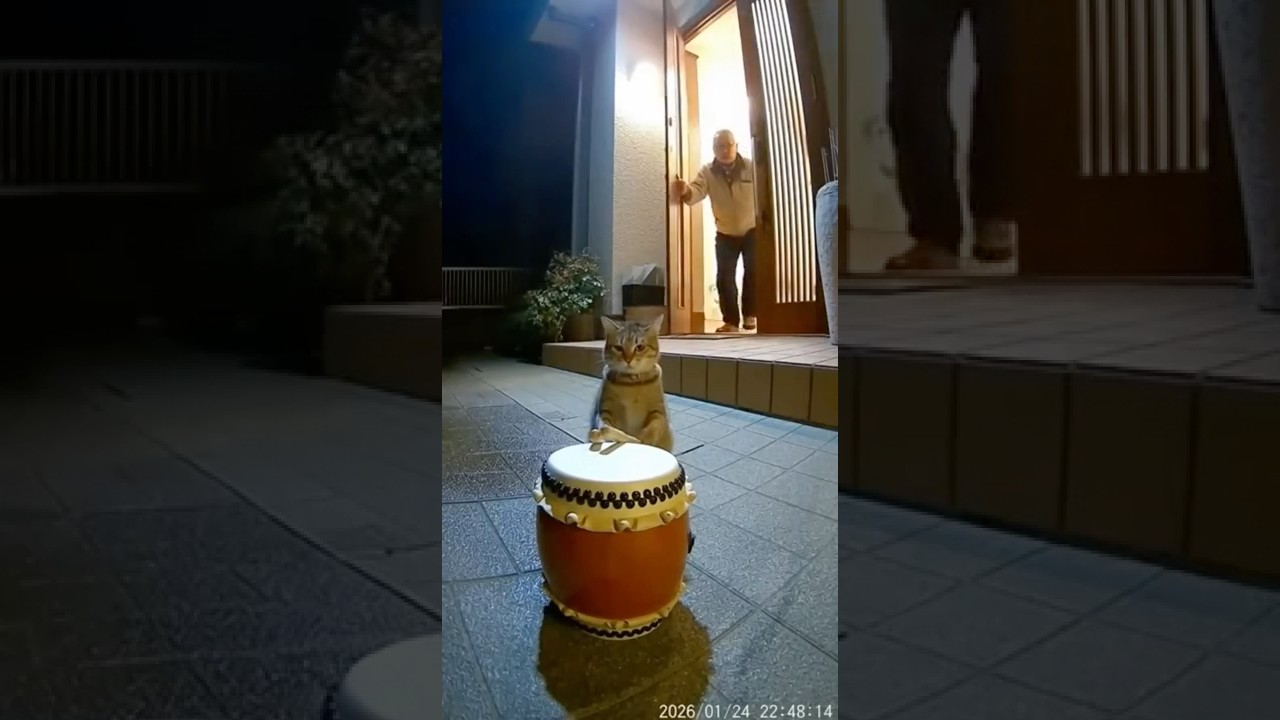 AIカメラが捉えた！？楽器騒音猫たちの実態！！#ai  #ねこ