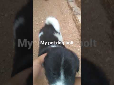 My pet dog bolt rare colour in pitbull dog breed