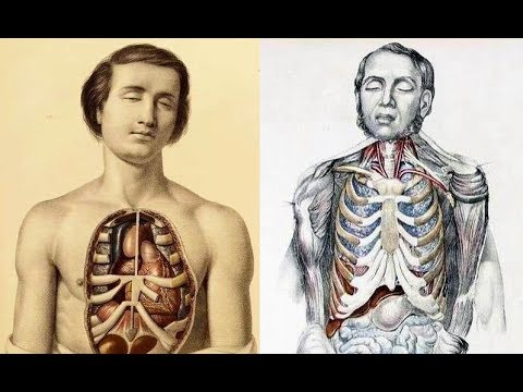 Einige Getreide vorteilhaft für die Gelenke Anatomie des Ellbogengelenks Struktur
