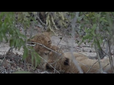 Part 2 Wild Earth Live Safari Drive at 4:30 PM on Sept 07, 2016 ( Nkuhuma Pride )