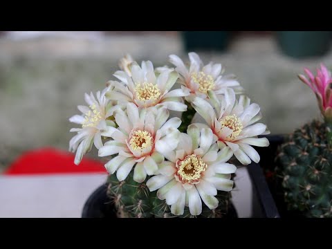 仙人掌開花時間