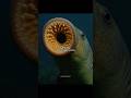 They Should Be Extinct By Now But They Re Still Alive Prehistoricanimals Dinosaur Fypage
