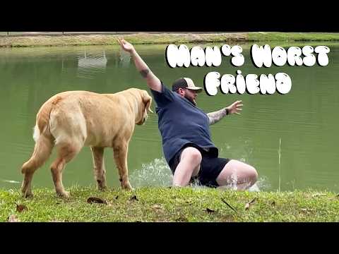 Les chiens de chasse, les pitbulls et les bergers allemands.