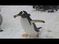 Gentoo Penguins Give Pebbles To Their Love Interests