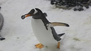 Gentoo penguins give pebbles to their love interests
