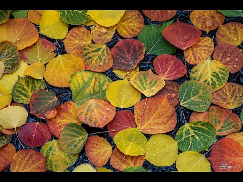 A vec kaq kushton jeta jote? - #Hoxha_jone Enis Rama