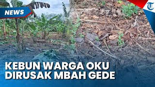 Ngeri! Kebun Warga Diserang Sosok "Mbah Gede" di Oku Selatan, Meresahkan hingga Ganggu Tidur Malam