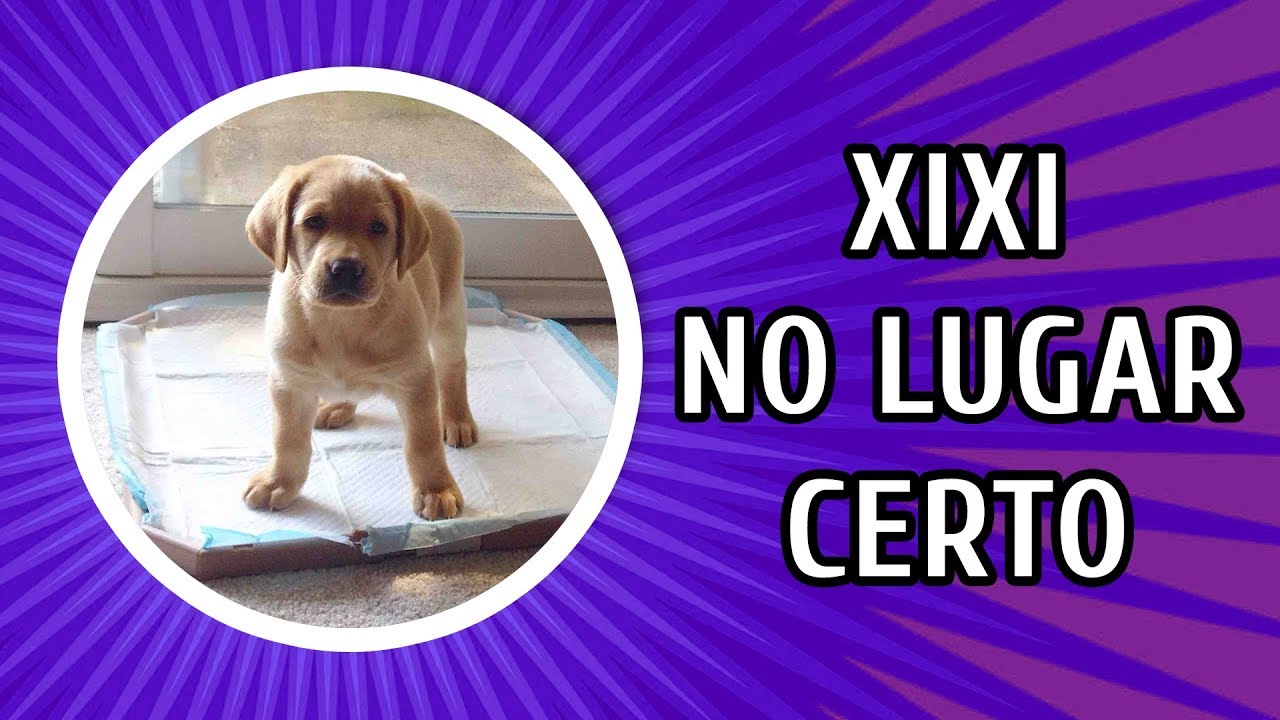 COMO ENSINAR O CACHORRO A FAZER XIXI E COCÔ NO LUGAR CERTO