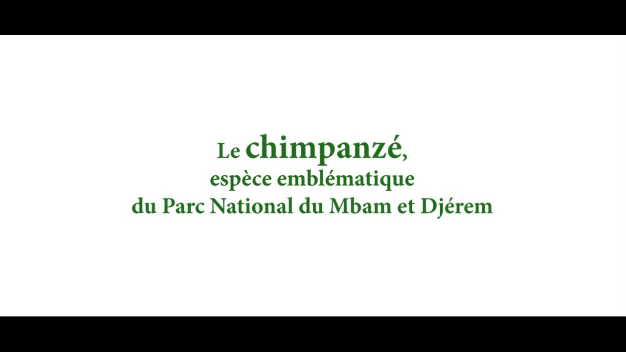 Le Chimpanzé, espèce emblématique du Parc National du Mbam et Djerem
