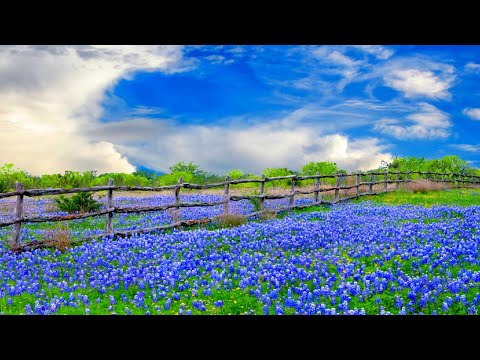 Heilmusik für Herz und Gefäße 🌿 Sanfte Musik, beruhigt das Nervensystem und Seele, Relax Meditation