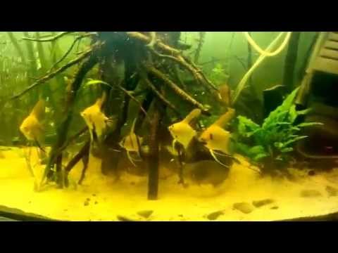 Pirania czerwona karmienie czerwem II