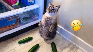 𝐘𝐨𝐮 𝐋𝐚𝐮𝐠𝐡 𝐘𝐨𝐮 𝐋𝐨𝐬𝐞 🐱🐷😹 𝐅𝐮𝐧𝐧𝐢𝐞𝐬𝐭 𝐃𝐨𝐠𝐬 𝐚𝐧𝐝 𝐂𝐚𝐭𝐬 𝟐𝟎𝟐𝟒 😸