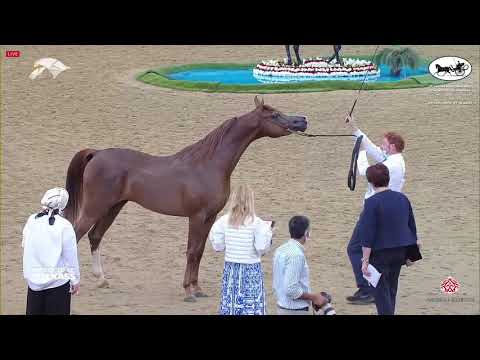 Gold Champion - Junior Colts Championship - HALUL AL KHOR