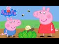 Peppa Pig Tiny Creatures Read Aloud Kids Storybook  Peppapig