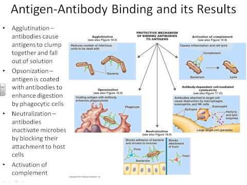 Dr. Parker's Microbiology Chapter 17 - adaptive immunity