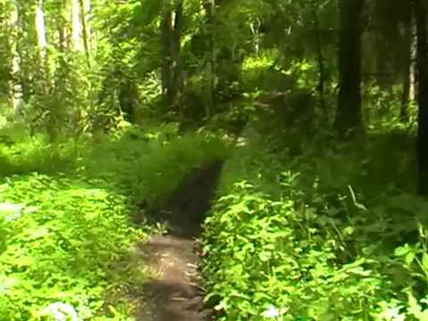 Die Lüneburger Heide bei Soderstorf 2