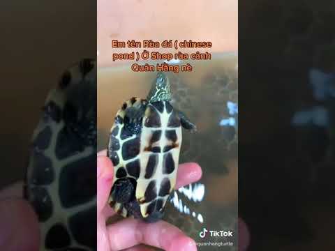 Rùa đá (lagoa chinesa)