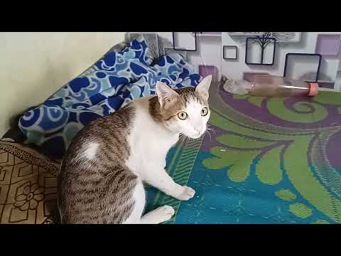 Hamaari cat