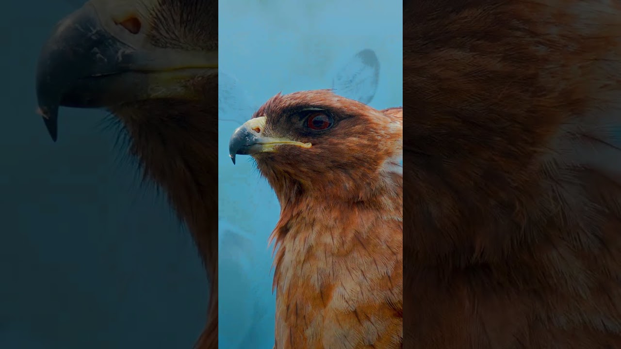 OLED TEST 4K HDR Dolby Vision | 4K Video ULTRA HD 120fps