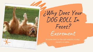 🐕💩 ¿Why Does Your DOG ROLL In Feces? Poop