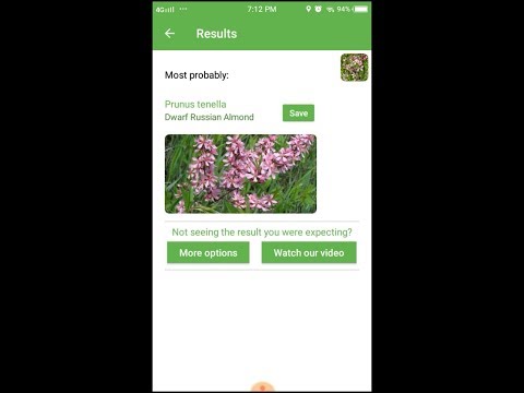 ロシアンドワーフアーモンド 植物