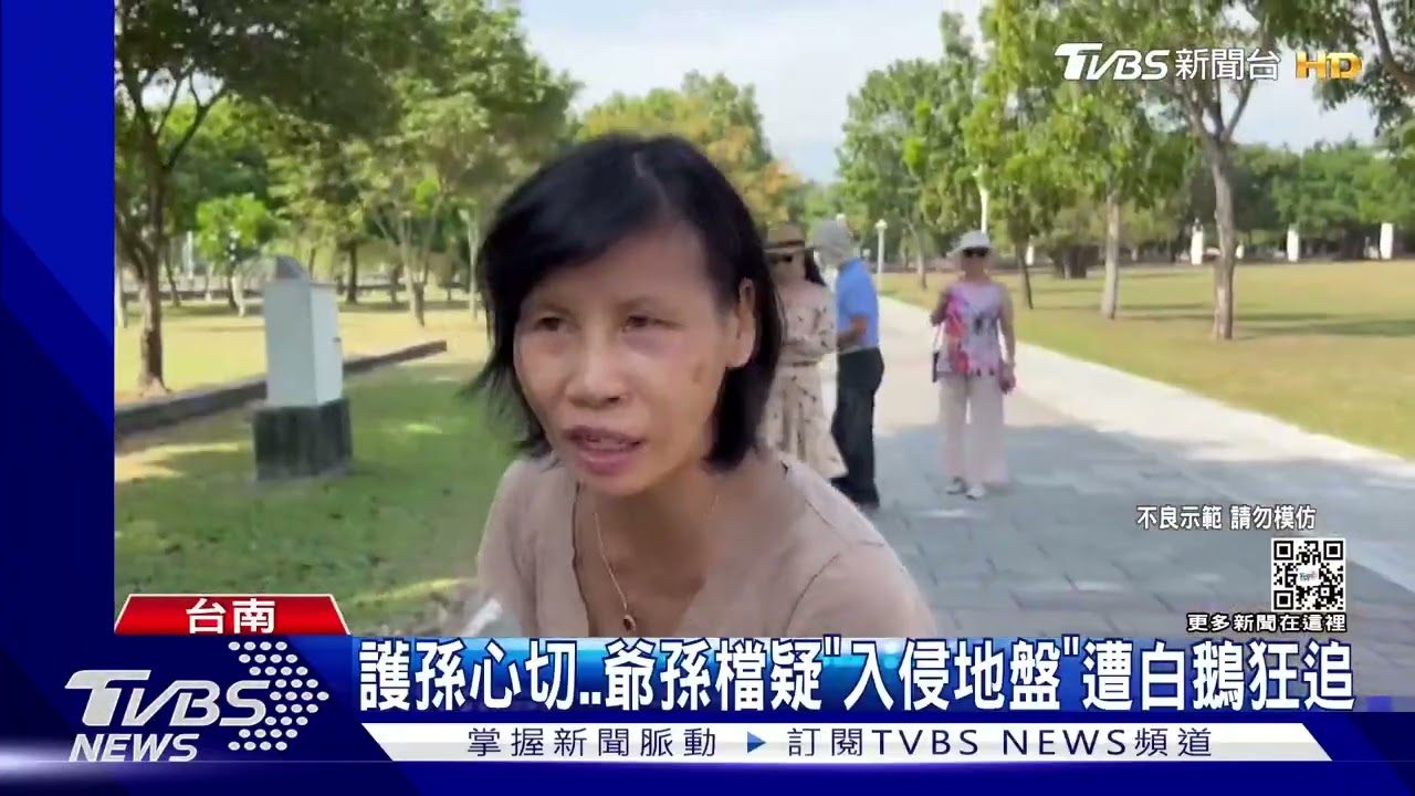 太狠了 被大白鵝狂追!爺護孫女用力一甩反擊