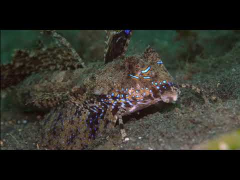 16 Odd-Shaped Bottom Dwellers E - scuba diving video