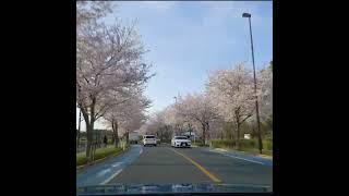 桜ドライブ 2022 BGM #shorts