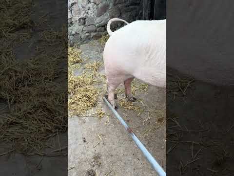 The Most Happy 😂🐷 Pigpets #shorts #youtubeshorts #ytshorts #viral #piggy #piglover #shortsfeed #fyp