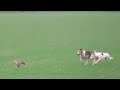 GREYHOUND VS FOX 2022 P41
