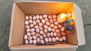 Beat idea to hatch eggs Without an temperature controller || DIY- HOW TO MAKE EGG INCUBATOR A HOME