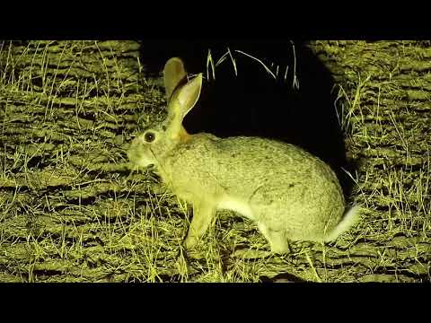 Djuma: Scrub Hare feeding on roots - 03:15 - 08/26/19