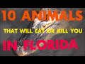 Top 10 List Of Animals That Will Eat Or Kill You In Florida