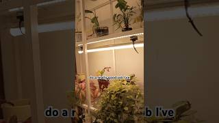 All the grow lights I use for my indoor plants 🪴💡 ￼#growlights #plants #indoorplants