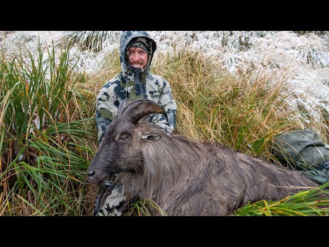 download lagu mp3 mp4 New Zealand Tahr, download lagu New Zealand Tahr gratis, unduh video klip New Zealand Tahr