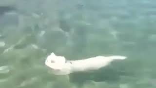 ПРИКОЛЫ С КОТАМИ/КОТЕЙКА ЗНАЕТ ТОЛК В ОТДЫХЕ!