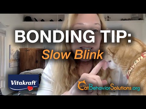 Cat Bonding Tip: Slow Blinks