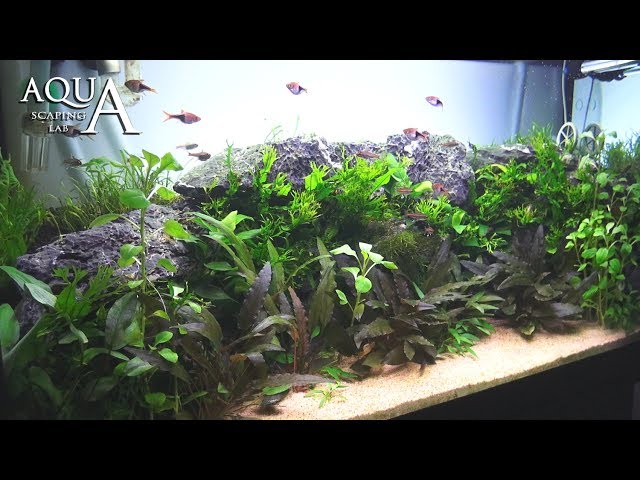 Aquascaping Lab - Tutorial Natural planted Aquarium 