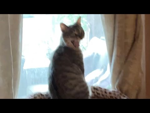 Scary Cat Yawn (watch in 0.25x speed and high quality)